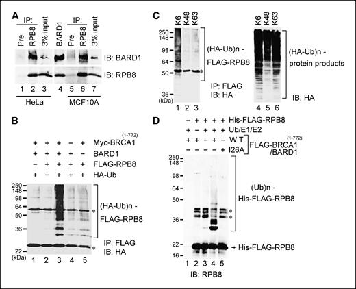 Figure 2. RPB8 and BARD1 interaction, and RPB8 ubiquitination by BRCA1-BARD1. A, endogenous RPB8 interacts with BARD1. Lysates prepared from HeLa (lanes 1–3) or MCF10A (lanes 5–7) cells were immunoprecipitated (IP) with anti-RPB8 or preimmune serum (Pre) and analyzed by immunoblotting (IB) using the indicated antibodies. A portion of the cell lysates corresponding to 3% of the input for immunoprecipitation as well as lysate from 293T cells transfected with BARD1 (lane 4) were also loaded. B, 293T cells transfected with the indicated plasmids were boiled in 1% SDS lysis buffer, diluted to 0.1% SDS, and immunoprecipitated with anti-FLAG antibody–cross-linked beads. Precipitated FLAG-RPB8 was resolved by 12.5% SDS-PAGE followed by immunoblotting with anti-HA antibody. *, IgG. C, polyubiquitination of RPB8 was detected as in A, except that HA-ubiquitin (HA-Ub) with a single lysine residue was transfected as indicated (lanes 1–3). A portion of the cell lysate was subjected to immunoblotting with anti-HA antibody to detect total HA-ubiquitin–conjugated proteins in cells as a control for protein expression (lanes 4–6). *, IgG. D, bacterially purified His-FLAG-RPB8 was incubated in the presence of ATP with ubiquitin, E1, E2/UbcH5c, and either WT or I26A mutant of FLAG-BRCA11-772/BARD1 complex as indicated and immunoblotted with anti-RPB8 antibody. *, nonspecific products copurified with His-FLAG-RPB8.