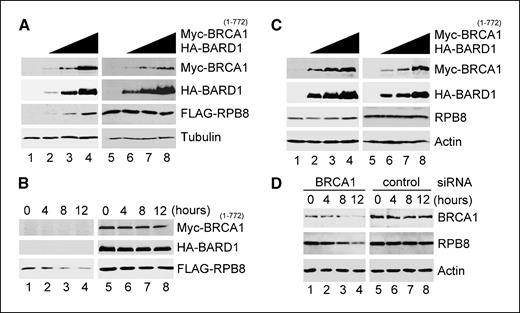 Figure 3. BRCA1-BARD1 did not destabilize RPB8 in vivo but rather caused an increase of RPB8 in the soluble fraction. A, 293T cells were transfected with plasmids encoding FLAG-RPB8 (lanes 1–8, 0.3 μg) and increasing amounts of Myc-BRCA11-772 and HA-BARD1 (lanes 2 and 6, 2 μg; lanes 3 and 7, 4 μg; lanes 4 and 8, 7.35 μg each). Total plasmid DNA was adjusted to 15 μg per plate by adding the parental pcDNA3 vector. The steady-state level of each protein in the soluble fraction (lanes 1–4) and whole-cell lysates (lanes 5–8) was analyzed by immunoblot using anti-Myc, anti-HA, anti-FLAG, or anti-tubulin antibodies. B, 293T cells were transfected with plasmids encoding FLAG-RPB8 (0.2 μg) and either parental pcDNA3 vector (2 μg, lanes 1–4) or Myc-BRCA11-772 and HA-BARD1 (1 μg each, lanes 5–8). Thirty-six hours after transfection, cells were incubated with cycloheximide (10 μmol/L) and chased for the indicated lengths of time. Soluble fractions of the cell lysates were then immunoblotted with Myc, HA, or FLAG antibody. C, steady-state levels of RPB8 were analyzed as in A, except that FLAG-RPB8 was not transfected and anti-RPB8 antibody was used to detect endogenous RPB8. D, T47D cells were transfected either with siRNA for BRCA1 (lanes 1–4) or control siRNA (lanes 5–8). Cells were incubated with cycloheximide (10 μmol/L) and chased for the indicated lengths of time. The soluble fraction of the cell lysates was then immunoblotted with the indicated antibodies.
