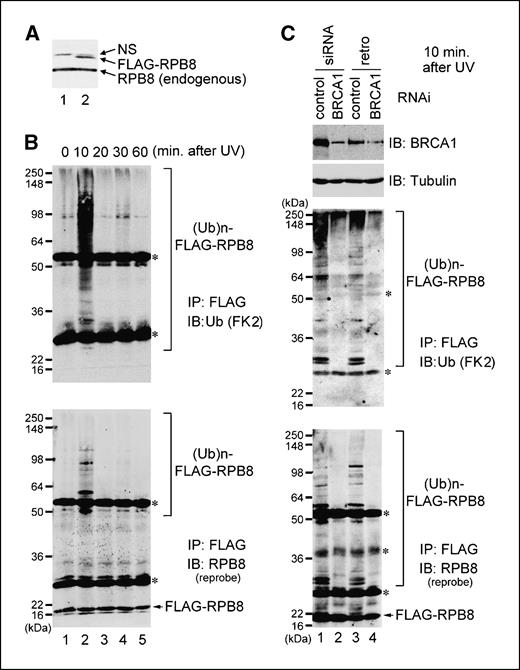 Figure 4. BRCA1-dependent RPB8 polyubiquitination in response to UV irradiation. A, parental HeLa cells (lane 1) and HeLa cells stably expressing FLAG-RPB8 (lane 2) were lysed with SDS-sample buffer and immunoblotted with anti-RPB8 antibody. NS, nonspecific products. B, HeLa cells stably expressing FLAG-RPB8 were UV irradiated (35 J/m2) and harvested at the indicated times after irradiation. Ubiquitinated RPB8 was detected as described in Fig. 2B, except that anti-ubiquitin antibody (FK2) was used for immunoblotting (top). The membrane was reprobed with anti-RPB8 antibody (bottom). C, HeLa cells stably expressing FLAG-RPB8 were either transfected with control siRNA (lane 1), transfected with siRNA for BRCA1 (lane 2), infected with retrovirus expressing control shRNA (lane 3), or infected with retrovirus expressing shRNA for BRCA1 (lane 4). Cells were then UV irradiated (35 J/m2) and harvested 10 min after irradiation. Cells were boiled in 1% SDS buffer and subjected either to immunoblotting with anti-BRCA1 (top) and antitubulin (upper middle) or to detection of RPB8 ubiquitination as in B (lower middle and bottom). *, IgG. Note that the different pattern of IgG detection between B and C is due to different lots of anti-FLAG cross-linked agarose beads.