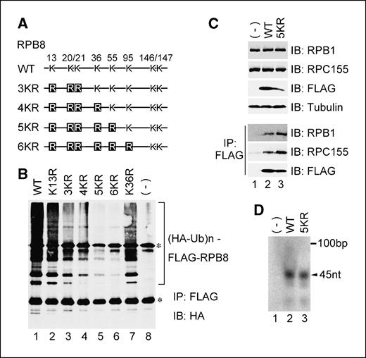 Figure 5. Construction of ubiquitin-resistant RPB8 mutant and assay of its RNA polymerase activity. A, the mutant constructs of RPB8. Lys (K) residues of RPB8 were substituted with Arg (R) as indicated. B, Myc-BRCA11-772, BARD1, and HA-ubiquitin were cotransfected into 293T cells either with WT or mutant FLAG-RPB8 as indicated. Polyubiquitination of RPB8 was detected as in Fig. 2B. C, 293T cells were transfected either with parental pcDNA3 vector (−), WT, or the 5KR mutant of FLAG-RPB8 as indicated. Total cell lysates (top four panels) or anti-FLAG immunoprecipitates from equal amounts of total cell lysates (bottom three panels) were subjected to immunoblotting with the indicated antibodies. D, anti-FLAG immunoprecipitates obtained as in C were subjected to an in vitro runoff transcription assay using double-stranded DNA templates designed to generate an RNA transcript of 45 nucleotides. Radiolabeled RNA products were resolved by a 12% polyacrylamide/urea gel and scanned with a Typhoon 9400 image analyzer. *, IgG.