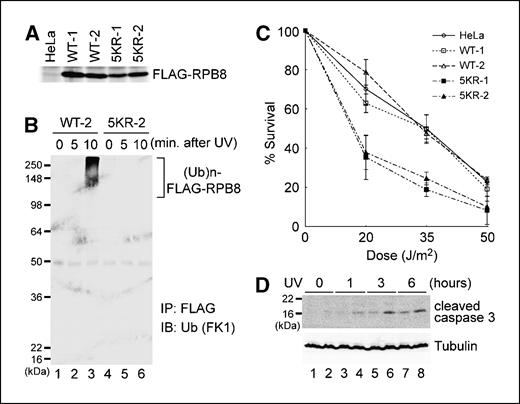 Figure 6. Ubiquitin-resistant RPB8 causes UV hypersensitivity. A, cell lysates obtained from two clones each of HeLa cell lines stably expressing either WT (WT-1 and WT-2) or the 5KR mutant (5KR-1 and 5KR-2) of FLAG-RPB8 and parental HeLa cells were immunoprecipitated with anti-RPB8 antibody followed by immunoblotting with anti-RPB8 antibody. B, HeLa cell lines stably expressing WT (WT-2, lanes 1–3) or the 5KR mutant (5KR-2, lanes 4–6) of FLAG-RPB8 were UV irradiated (35 J/m2) and harvested at the indicated times after irradiation. Ubiquitinated RPB8 was detected as described in Fig. 2B, except that antipolyubiquitin antibody (FK1) was used for immunoblotting. C, HeLa cell lines described in A were UV irradiated at the indicated doses. Forty-eight hours after irradiation, the cell survival ratio was determined by trypan blue exclusion measurements. The cell number at 0 h (indicated as 0 J/m2) is 100%. Points, mean of measurements carried out in triplicate; bars, SD. The experiments were repeated at least twice with similar results. D, WT-2 cells (lanes 1, 3, 5, and 7) and 5KR-2 cells (lanes 2, 4, 6, and 8) were UV irradiated (35 J/m2) and harvested at the indicated times after irradiation. Whole-cell lysates were immunoblotted with anti–caspase-3 antibody or antitubulin antibody.