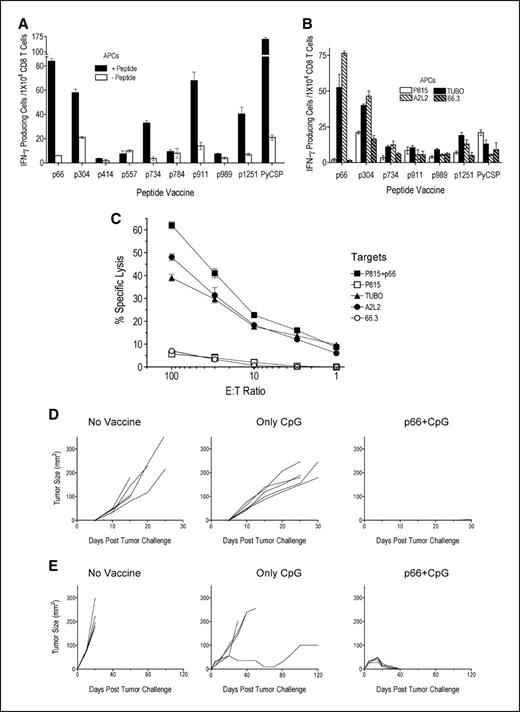 Figure 1. Vaccination of BALB/c mice with RNEU peptides induces CD8 T-cell responses and tumor antigen–specific immunity. A, groups of three mice were vaccinated with 100 μg of the indicated synthetic peptide emulsified in IFA and CpG as described in Materials and Methods, and 7 d later, the immune responses of CD8 T cells from pooled spleens to each corresponding peptide were evaluated using an IFN-γ ELISPOT assay. B, peptides that induced significant CD8 T-cell responses (A) were studied for their capacity to induce CD8 T-cell responses to RNEU-expressing tumors (TUBO and A2L2) and RNEU-negative controls (P815 and 66.3). Columns, average of two to three wells containing 1 × 104 cells per well; bars, SD. C, cell-mediated cytotoxic responses of CD8 T cells derived from p66-immunized BALB/c mice measured by the JAM assay (see Materials and Methods) against various [3H]thymidine-labeled target cells. Points, mean of triplicate determinations; bars, SD. D, prophylactic peptide p66+CpG vaccination against TUBO cells. BALB/c mice (n = 5) received p66 peptide (100 μg) in IFA and CpG, CpG alone or no vaccine, and 7 d later, they were challenged s.c. with 2 × 106 live TUBO cells. E, therapeutic peptide p66+CpG vaccination against TUBO cells. BALB/c mice (n = 5) were injected s.c. with 2 × 106 live TUBO cells, and 8 d later, they received p66 peptide (100 μg) in IFA and CpG therapy, CpG alone or no vaccine. Tumor growth was measured (two opposing diameters) and recorded every other day as explained in detail in Materials and Methods. Lines, tumor size in area (mm2) of an individual mouse. Representative results of data obtained from two to three different experiments.