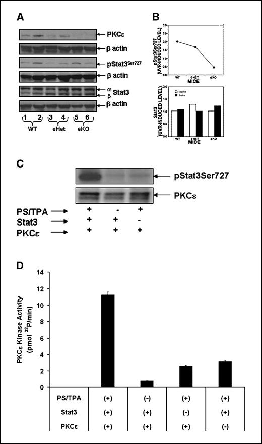 Figure 5. PKCε is a Stat3Ser727 kinase. PKCε deletion inhibits phosphorylation of Stat3Ser727 (A). PKCε knockout (eKO), PKCε heterozygous (eHet), and wild-type mice were exposed to UVR four times (2 kJ/m2 per exposure on Monday, Wednesday, Friday, and Monday). Mice were sacrificed 3 h post last UVR exposure and the epidermal extracts were prepared as described in Materials and Methods. The protein extracts were analyzed for the expression levels of pStat3Ser727 and whole Stat3 by immunoblot analysis (A and B). A, lanes 1, 3, and 5, unexposed mice; lanes 2, 4, and 6, UVR-exposed mice. C and D, immunocomplex kinase assay. The dorsal skin of the PKCε transgenic mice was shaved and depilated 24 h before experimentation. The mice were euthanized, the dorsal skin was removed, and the epidermis was scrapped off on ice with a razor. PKC assay was done using a kit (Protein Kinase C enzyme Biotrak assay system) from Amersham Biosciences following the manufacturer's protocol. The epidermis was placed in 0.5 mL of immunoprecipitation lysis buffer for immunoprecipitation with either PKCε or Stat3 antibodies. The immunoprecipitate was pelleted at 8,000 rpm in a microcentifuge, washed, and resuspended in 300 μL of assay buffer [50 mmol/L Tris (pH 7.4), 5 mmol/L EDTA (pH 8.0), 10 mmol/L EGTA (pH 7.9), 0.3% β-mercaptoethanol, 5 μg/mL aprotinin, 5 μg/mL leupeptin, and 50 μg/mL phenylmethylsulfonyl fluoride]. Twenty-five microliters of the immunoprecipitate were assayed in kinase buffer containing 50 mmol/L Tris (pH 7.4), 8 mmol/L MgCl2, 0.136 mmol/L ATP with or without [γ-32P]ATP, 3 mmol/L DTT, with or without 34 μg/mL of l-α-phosphatidyl-l-serine, 3 μg/mL TPA, and 1 mmol/L EGTA, and with or without 25 μL of Stat3. The PKC assays were run in the absence of added l-α-phosphatidyl-l-serine (PS)/TPA, Stat3, PKCε, and ATP. The reaction was incubated at 37°C for 15 min. The reaction mixture was immunoprecipitated with Stat3Ser727 antibody. The phosphorylated level of Stat3Ser727 was determined either by Western blot analysis (C) or by scintillation of radioactivity associated with 32P-Stat3Ser727 (D). No PKC activity was detected in the absence of added ATP.