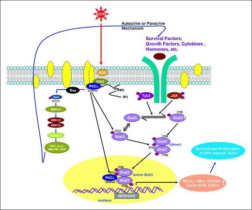 Figure 6. Working hypothesis illustrating how UVR-induced activation of PKCε is linked to growth factor expression, Stat3 activation, Stat3-regulated genes, and development of SCC. This hypothesis is based on our assumption that PKCε activation promotes the proliferation of UVR-induced initiated (preneoplastic) cells. This is accomplished by induction of growth factors (e.g., TNFα and EGF), which, via either an autocrine or a paracrine mechanism, activate cell survival signals. Here, Stat3 activation is the cell survival signal. PKCε may sensitize skin to UVR carcinogenesis by constitutive activation of Stat3. Increased transcriptional activity of Stat3 may be achieved by PKCε by Ser727 phosphorylation of Stat3 and by functioning as a transcriptional coactivator.
