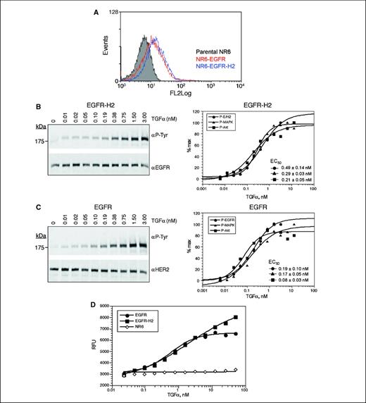 Figure 1. Ligand-dependent signaling in NR6 cells stably expressing EGFR-H2 or EGFR. A, surface expression of EGFR and EGFR-H2 as a fluorescence-activated cell sorting histogram. Receptor expression was detected with FITC-labeled anti-EGFR antibody (PharMingen). Receptor levels are similar in EGFR-expressing (red) and EGFR-H2-expressing (blue) cells. EGFR expression was not seen in parental NR6 cells. B, EGFR-H2 cells were seeded in 24-well plates and serum starved before TGFα stimulation. Ligand stimulation was done for 12 min with indicated TGFα concentrations. Whole-cell lysates were subjected to SDS-PAGE analysis, and immunoblots were probed with anti-phosphotyrosine or anti-HER2 as loading control. Immunoblots from lysates of EGFR-H2-expressing cells that were probed with anti-phosphotyrosine (αP-Tyr), anti–P-MAPK (P-MAPK), and anti–P-Akt (P-Akt; Ser473 + Thr308) were quantitated by densitometry, and the results are shown as percentage of control. C, EGFR-expressing cells were treated as described in (B), and immunoblots were probed with anti-phosphotyrosine or anti-EGFR as loading control. Immunoblots from lysates of EGFR-expressing cells were quantitated as described above. Representative of at least two independent experiments. D, EGFR-expressing and EGFR-H2-expressing cells show cell growth upon ligand stimulation. EGFR (•), EGFR-H2 (▪), and parental NR6 (◊) cells were seeded in 96-well plates at a density of 3,000 per well. The next day, cells were incubated with indicated concentrations of TGFα in 1% serum-containing medium. After 3 d, Alamar Blue was added and fluorescence was detected using a 96-well fluorometer. The results are expressed in RFUs. Representative of three independent experiments.