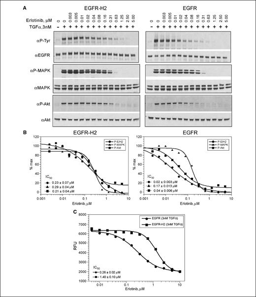 Figure 2. Erlotinib inhibits receptor phosphorylation as well as MAPK and Akt activation in a dose-dependent manner. A, following serum starvation for 3 to 5 h, cells were treated with indicated concentrations of erlotinib for 1 h and then stimulated with 3 nmol/L TGFα for 12 min. Western blot analysis was done as described in Fig. 1. Top, receptor phosphorylation and total receptor levels; middle, P-MAPK and total MAPK levels; bottom, P-Akt and total Akt levels. B, immunoblots were quantitated by densitometry using ImageJ software and the results are percentage of control. Representative of three independent experiments. C, erlotinib inhibits TGFα-induced cell proliferation. EGFR-H2-expressing (▪) and EGFR-expressing (•) cells were seeded in 96-well plates at a density of 3,000 per well. The following day, cells were treated simultaneously with indicated concentrations of erlotinib and 3 nmol/L TGFα in 1% serum-containing medium. After 3 d, Alamar Blue was added and fluorescence was detected using a 96-well fluorometer. The results are expressed in RFUs. Representative of three independent experiments.