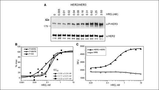 Figure 3. Heregulin (HRG) induces receptor phosphorylation, MAPK, and Akt activation and induces cell growth in HER2/HER3-expressing cells. A, cells were seeded in 24-well plates and serum starved for 3 h before ligand stimulation. Heregulin stimulation was done for 8 min with indicated concentrations. Whole-cell lysates were subjected to SDS-PAGE analysis, and immunoblots were probed with anti–P-HER3 (αP-HER3) or anti-HER2 (αHER2) as loading control. B, immunoblots were also probed with P-MAPK, total MAPK, P-Akt (Ser473 + Thr308), and total Akt antibodies. The blots were quantitated by densitometry, and the results are percentage of control. C, HER2/HER3-expressing cells and parental NR6 cells were stimulated with indicated concentrations of heregulin, and proliferation assay was done as described in Fig. 1. Representative of three independent experiments.