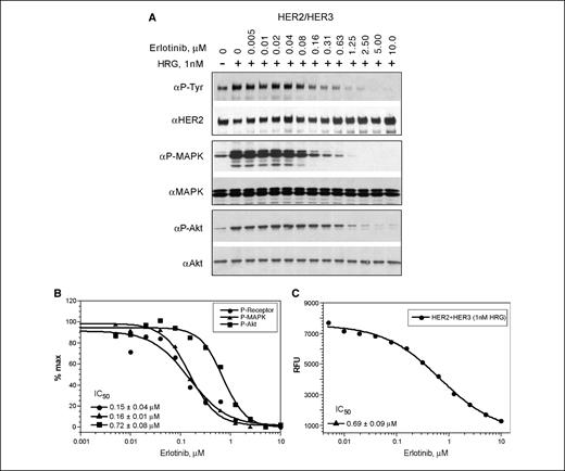 Figure 4. Erlotinib inhibits heregulin-induced signaling in HER2/HER3-expressing cells. A, following serum starvation, cells were treated with indicated concentrations of erlotinib for 1 h and then stimulated with 1 nmol/L heregulin for 8 min. Western blot analysis was done as described in Fig. 1. Top, HER2/HER3 phosphorylation status and total HER2 receptor levels; middle, P-MAPK and total MAPK levels; bottom, P-Akt and total Akt levels. B, quantitative analysis by densitometry was done on the immunoblots, and results are percentage of control. C, inhibition of cell growth of heregulin-stimulated HER2/HER3-expressing cells was done as described in Fig. 2.