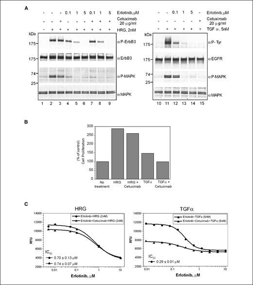 Figure 5. Erlotinib inhibits heregulin-induced signaling and proliferation in H1666 cells in the presence or absence of cetuximab. A, H1666 cells were serum starved for 4 h and stimulated with 2 nmol/L heregulin (lanes 1–9) for 8 min or as a control with 5 nmol/L TGFα (lanes 10–15) for 12 min. Lanes 4 to 9 and 12 to 14, prior to ligand stimulation, cells were treated for 1 h with erlotinib; lanes 7 to 9, simultaneously treated with 20 μg/mL cetuximab; lanes 3 and 15, incubated with cetuximab before ligand stimulation. Whole-cell lysate were subjected to immunoblot analysis. Top, HER3 phosphorylation, total HER3 (lanes 1–9), and total EGFR and EGFR phosphorylation using an anti-phosphotyrosine antibody (lanes 10–15); bottom, P-MAPK status and total MAPK. B, ligand-induced cell proliferation was measured using Alamar Blue staining. H1666 cells were plated in 96-well plates at a density of 5,000 per well. The next day, cells were stimulated with heregulin (2 nmol/L) or TGFα (5 nmol/L) in the presence or absence of cetuximab (20 μg/mL) in 0.1% serum-containing medium. Four days later, Alamar Blue was added and fluorescence was detected using a 96-well fluorometer. Results are percentage of control cells. Erlotinib sensitivity was determined in the presence or absence of 20 μg/mL cetuximab in a dose-dependent manner. Cell growth was stimulated with either 2 nmol/L heregulin or 5 nmol/L TGFα, and assay was done as described above.