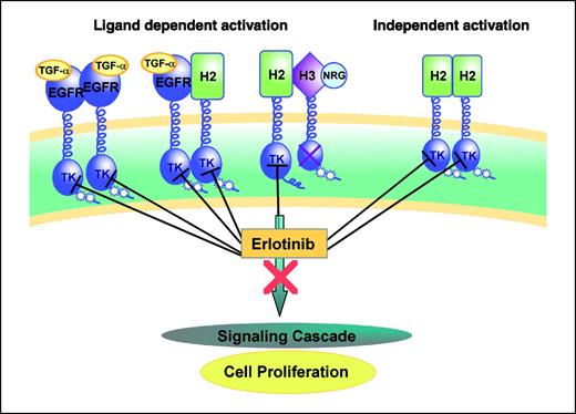 Figure 6. Schematic diagram of the inhibitory action of erlotinib. Erlotinib effectively inhibits EGFR (blue) kinase and signaling when it is activated by either homodimeric or heterodimeric receptor-receptor interactions. These interactions are driven by ligand binding as indicated in the first two representations on the left. HER2 (green) also forms activated homodimeric and heterodimeric complexes, but HER2 homodimers (right) can form in the absence of ligand stimulation. Erlotinib is capable of blocking the signaling activity of HER2 in homodimeric and heterodimeric complexes even when EGFR is not present, albeit with lower potency in comparison with its effect on the EGFR kinase.