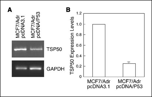 Figure 4. A, semiquantitative RT-PCR results obtained from measuring the endogenous TSP50 expression in MCF7/Adr cells transfected with pcDNA3.1 and pcDNA/P53, while GAPDH served as the quantitative control. B, quantitative comparison of the results in (A). Bars, SD.