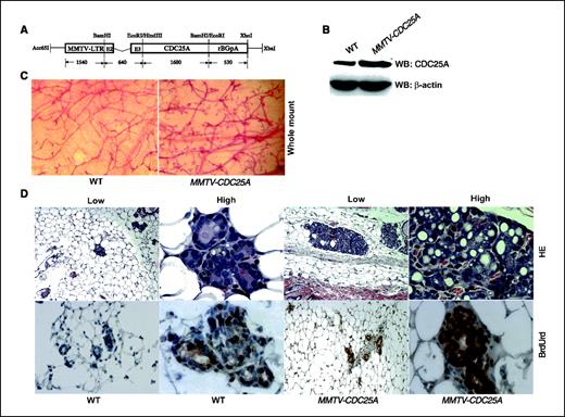 Figure 1. Generation and characterization of MMTV-CDC25A transgenic mice. A, the transgenic construct contains the 1.54 kb MMTV long terminal repeat (MMTV-LTR) and the full-length human CDC25A cDNA. rBGpA, rat β-globin polyadenylation sequence. B, immunoblotting for CDC25A and β-actin in mammary tissues with indicated genotypes. WT, wild-type nontransgenic. C and D, hyperplastic changes in mammary glands of MMTV-CDC25A transgenic mice. Mammary tissues from mice with the indicated genotypes were examined by whole-mount analyses, H&E staining on paraffin sections, and anti-BrdUrd immunohistochemistry. Mice were injected with BrdUrd at 2 h before sacrifice. Low, (×10) magnification; High, (×40) magnification.