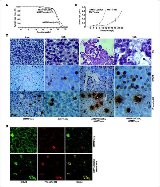 Figure 3. MMTV-CDC25A transgene promotes mammary tumor development in MMTV-neu transgenic mice. A, Kaplan-Meier curves of MMTV-neu single transgenic mice and MMTV-neu; MMTV-CDC25A double transgenic mice. The median time of tumor-free survival was 176 and 168 d, respectively. Log-rank test analysis did not show significant difference between the two groups (P = 0.58). B, accelerated growth of mammary tumors in MMTV-neu; MMTV-CDC25A mice. Tumor volumes were measured every 2 d after detection by palpation. Points, mean of three mice per group; bars, SE. C, increased proliferation in tumors from MMTV-neu; MMTV-CDC25A mice. Tumor sections were analyzed by H&E staining and immunohistochemistry for BrdUrd and phosphorylated histone H3. Low, (×10) magnification; High, (×40) magnification. D, cell cycle miscoordination in tumors of MMTV-neu; MMTV-CDC25A mice. Tumor sections were analyzed by immunofluorescent staining for BrdUrd and phosphorylated histone H3.