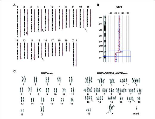 Figure 4. Transgenic expression of CDC25A results in chromosomal instability in MMTV-neu–induced tumors. A, aCGH using cell cultures derived from mammary tumors in MMTV-neu; MMTV-CDC25A mice. Representative data from analyses of two independent animals. Arrows, major changes in copy numbers. B, homozygous deletion of chromosome 4 around the D2.3 region and amplification of a short adjacent region detected in MMTV-neu; MMTV-CDC25A mammary tumor cells. C, karyotyping analyses of mammary tumor cells from MMTV-neu mice and those from MMTV-CDC25A; MMTV-neu mice. Cells were prepared and cultured from tumors, and metaphase spreads were analyzed by karyotyping as described in Materials and Methods. Left, apparently normal karyotype observed in cells from a MMTV-neu tumor. A diploid spread is shown, whereas several near-normal tetraploid spreads were also observed. Right, abnormal karyotype observed in all cells from a MMTV-CDC25A; MMTV-neu tumor. The tetraploid karyotype includes deletions on chromosome 4 at region D1; a deletion of chromosome 13 at region D1; additional material on chromosome 17 at region D; a t(X;18)(F5;A2) translocation; decreased copies of chromosomes 2, 3, 8, 9, 12, 16, 18, 19, and X; and increased copies of chromosomes 10 and 15 as well as marker chromosomes.