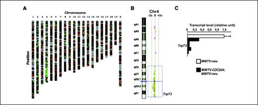 Figure 5. Mammary tumors in MMTV-neu; MMTV-CDC25A mice exhibit down-regulation of genes in a telomeric region of chromosome 4. A, gene expression microarray data showing down-regulation of genes within the telomeric region of chromosome 4 in tumor tissues from MMTV-neu; MMTV-CDC25A mice compared with those from MMTV-neu mice. Shaded curves, hypergeometric Z-score representing the extent of differential expression within a 1 Mbp sliding window. Negative and positive values denote lower and higher expression in MMTV-neu; MMTV-CDC25A double transgenic mice, respectively. B, hypergeometric Z-score across chromosome 4. C, expression levels of Trp73 in mammary tumors from five individual MMTV-neu; MMTV-CDC25A mice (black columns) relative to those from MMTV-neu mice (white column). Columns, mean (n = 5); bars, SE. The level of each transcript was determined by quantitative RT-PCR.