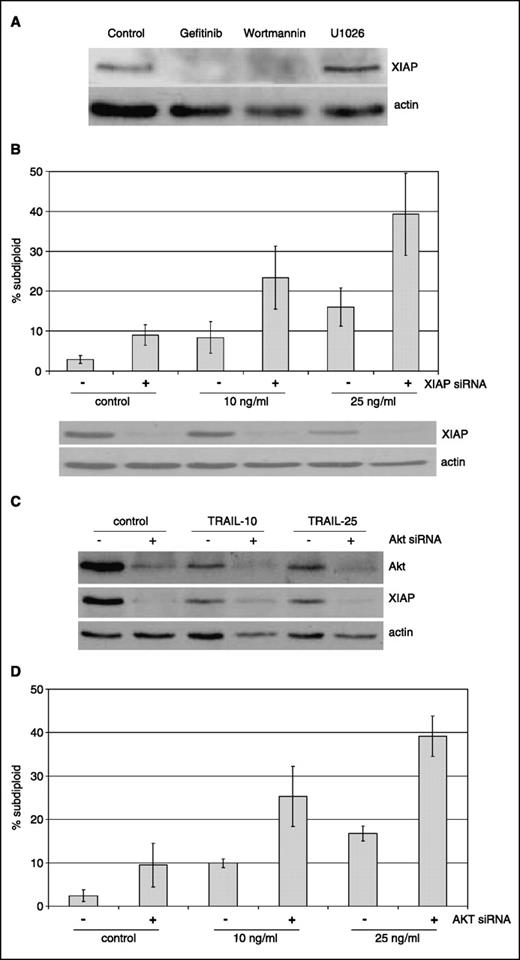 Figure 3. Role of XIAP in TRAIL resistance. A, effects of chemical inhibitors on XIAP expression. 253J B-V cells were exposed to gefitinib, wortmannin (1 μmol/L), or U0126 (10 μmol/L) for 24 h in serum-free medium, and XIAP expression was measured in total lysates by immunoblotting as described in Materials and Methods. B, effects of XIAP silencing on TRAIL-induced apoptosis. 253J B-V cells were transiently transfected with an XIAP-specific siRNA construct or an off-target control construct (against luciferase) for 48 h. The cells were then incubated with the indicated concentrations of rhTRAIL for 24 h in serum-free medium, and DNA fragmentation was analyzed by propidium iodide/FACS. Bottom, efficient XIAP silencing was confirmed by immunoblotting. Columns, mean (n = 3); bars, SD. C, effects of silencing AKT1 on XIAP expression. 253J B-V cells were transiently transfected with an AKT1-specific siRNA construct or an off-target control construct (against luciferase) for 48 h. The cells were then incubated for an additional 24 h, and AKT1 and XIAP expressions were measured by immunoblotting. D, effects of silencing AKT1 on TRAIL-induced 253J B-V cells were transiently transfected with an AKT1-specific siRNA construct or an off-target control construct (against luciferase) for 48 h. The cells were then incubated with 10 and 25 ng/mL of rhTRAIL for 24 h in serum-free medium, and DNA fragmentation was analyzed by propidium iodide/FACS. Columns, mean (n = 3); bars, SD.