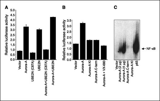 Figure 1. Regulation of NF-κB activity by Aurora-A. A, reporter gene analysis with the 3XκBL and the pGK-β-galactosidase reporter plasmids. Transient transfection assays in HeLa cells with empty vector or plasmids expressing Aurora-A, UBE2N dominant-negative mutant (C87A), UBE2N, Aurora-A with UBE2N (C87A) mutant, or Aurora-A with UBE2N and assayed for NF-κB–dependent luciferase and β-galactosidase activation. B, HeLa cells were cotransfected with plasmids expressing Aurora-A kinase inactive (KI), Aurora-A alone or in combination with the Aurora kinase inhibitor VX-680, Aurora-A COOH-terminal catalytic domain, or empty vector control together with NF-κB luciferase reporter plasmid. Luciferase activity in the extracts was measured as in (A). C, NF-κB DNA binding activity was examined by electrophoretic mobility shift assay in lysates from HeLa cells transfected with empty vector or plasmids expressing Aurora-A (2 and 4 μg), Aurora-A COOH-terminal, and kinase inactive (KI). p65 was used as positive control.