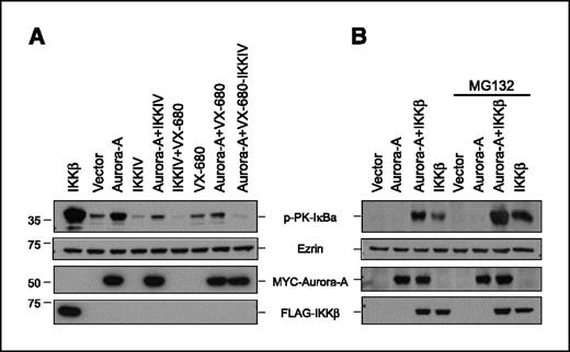 Figure 2. Aurora-A phosphorylation of IκBα. A, HeLa cells transfected with plasmids expressing Aurora-A and IKKβ, and treated with Aurora (VX-680) and IKKβ (IKKIV) inhibitors alone or in combination. Cell lysates were analyzed for phosphorylated IκBα (S32/36) levels by immunoblotting. Aurora-A, IKKβ, and ezrin antibodies were used as controls. B, IKKβ-deficient MEFs were transfected with empty vector or plasmids expressing Aurora-A, IKKβ, or in combination in the presence or absence of proteasomal inhibitor MG132. Cell lysates were analyzed for phosphorylated IκBα (S32/36) levels by immunoblotting. Aurora-A, IKKβ, and ezrin antibodies were used as controls.
