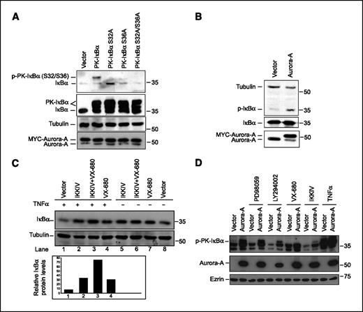 Figure 3. Aurora-A–induced phosphorylation of IκBα at Ser32/Ser36 and its inhibition rescues TNFα-induced IκBα degradation. A, HeLa cells cotransfected with plasmids expressing Aurora-A and empty vector, PK-IκBα, PK-IκBα-S32A, PK-IκBα-S36A, or PK-IκBα-S32/36A, respectively. Cell lysates were analyzed for phosphorylated IκBα (S32/36) levels by immunoblotting (top). Anti-IκBα antibody shows the endogenous and exogenous IκBα (middle). Tubulin and MYC-Aurora-A used as controls (bottom). B, in MCF7 and MCF7 overexpressing MYC–Aurora-A cells, the levels of S32/S36-phosphorylated IκBα were assessed by immunoblotting. Bottom, levels of IκBα and Aurora-A, respectively. C, HeLa cells with or without TNFα were treated with VX-680 and IKKIV inhibitors towards Aurora-A and IKKβ, respectively, and total IκBα levels were assessed by immunoblotting. The relative levels of IκBα in Aurora-A and IKKβ-inhibited and control cell lysates were quantified by densitometry (bottom). Tubulin provides a loading control. D, HeLa cells cotransfected with plasmids expressing Aurora-A or empty vector and treated with MEK1 (PD98059), PI3K (LY294002), Aurora (VX-680), and IKKβ (IKKIV) inhibitors, respectively. Cell lysates were analyzed for phosphorylated IκBα (S32/36) and Aurora-A levels by immunoblotting. Ezrin used as a loading control.