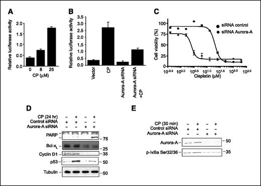 Figure 5. Aurora-A depletion enhances cisplatin-induced apoptosis in HeLa cells. A, HeLa cells were transfected with the 3XκBL and the pGK-β-galactosidase reporter plasmid together with empty vector. Twenty-four hours after transfection, cells were left untreated or treated with cisplatin (8–25 μmol/L) and luciferase activity was estimated. B, HeLa cells were transfected with the 3XκBL and the pGK-β-galactosidase reporter plasmid together with empty vector, or Aurora-A siRNA. Twenty-four hours after transfection, cells were treated with cisplatin (8 μmol/L) for 24 h and the luciferase activity was assessed as in (A). C, HeLa cells transfected with control siRNA or Aurora-A siRNA were incubated with a range of 0 to 200 μmol/L of cisplatin for 55 h and analyzed with MTT assay. D, HeLa cells were transfected with control or Aurora-A siRNA. Twenty-four hours after transfection, cells were treated with cisplatin for 24 h. PARP cleavage, Bcl-xL, cyclin D1, and p53 were assessed via immunoblotting. Tubulin provides a loading control. E, HeLa cells were transfected with control or Aurora-A siRNA. Twenty-four hours after transfection, cells were treated with cisplatin (8 μmol/L) for 30 min. Levels of Aurora-A and phosphorylated IκBα at Ser32/Ser36 were assessed by immunoblotting. CP, cisplatin.