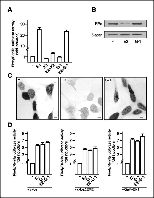 Figure 1. The specific GPR30 ligand G-1 does not activate ERα but induces the transcription of c-fos promoter constructs. A, BG-1 cells were transfected with the ER luciferase reporter plasmid XETL and treated with 100 nmol/L of E2 and G-1 and 10 μmol/L of the ER antagonist ICI 182,780 (ICI). The luciferase activities were normalized to the internal transfection control, and values of cells receiving vehicle (−) were set as 1-fold induction on which the activity induced by treatments was calculated. Columns, mean of three independent experiments done in triplicate; bars, SD. B, immunoblots of ERα from BG-1 cells. Cells were treated with vehicle (−) or 100 nmol/L of E2 and G-1 for 24 h. β-Actin serves as loading control. C, ERα immunodetection in BG-1 cells. Cells were treated with vehicle (−) or 100 nmol/L of E2 and G-1 for 2 h. Each experiment is representative of at least 10 tests. Bar, 5 μm. D, transcriptional activation of c-fos promoter constructs and Gal4-Elk1 by E2 and G-1 in BG-1 cells. The luciferase reporter plasmid c-fos encoding a −2.2-kb-long upstream region of human c-fos, the deletion mutant c-fosΔERE lacking the ERE sequence and encoding a −1,172 bp upstream fragment of human c-fos, and the luciferase reporter plasmid for the fusion protein consisting of Elk1 and the Gal4 DNA-binding domain were transfected in BG-1 cells treated with vehicle (−) or 100 nmol/L of E2 and G-1. The luciferase values were standardized to the internal transfection control, and values of cells receiving vehicle were set as 1-fold induction on which the activity induced by treatments was calculated. Columns, mean of three independent experiments done in triplicate; bars, SD.