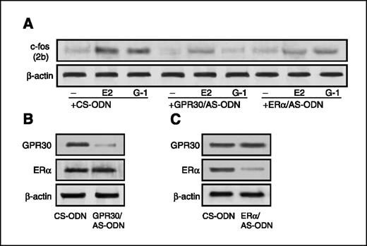 Figure 4. GPR30 and ERα antisense oligonucleotides abrogate the up-regulation of c-fos induced by E2 and G-1 in BG-1 cells. A, cells transfected with control scrambled (CS-ODN), GPR30 (GPR30/AS-ODN), or ERα (ERα/AS-ODN) antisense oligonucleotides were treated with 100 nmol/L of E2 and G-1. B, immunoblots showing GPR30 and ERα expression from cells transfected with control scrambled or GPR30 antisense oligonucleotides. C, immunoblots showing GPR30 and ERα expression from cells transfected with control scrambled or ERα antisense oligonucleotides. β-Actin serves as a loading control.