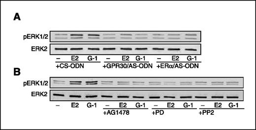 Figure 5. ERK1/2 phosphorylation in BG-1 cells. A, cells transfected with control scrambled (CS-ODN), GPR30 (GPR30/AS-ODN), or ERα (ERα/AS-ODN) antisense oligonucleotides were treated for 5 min with vehicle (−) or 100 nmol/L of E2 and G-1. B, cells were treated for 5 min with vehicle (−) or 100 nmol/L of E2 and G-1 and in combination with 10 μmol/L of EGFR kinase inhibitor tyrphostin AG 1478, 10 μmol/L of MEK inhibitor PD 98059, or 10 μmol/L of Src family tyrosine kinase inhibitor PP2.