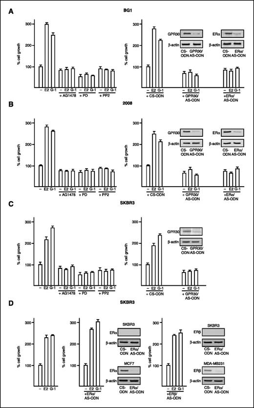 Figure 6. E2 and G-1 stimulate the proliferation of the ovarian BG-1 and 2008 tumor cells and the breast SKBR3 carcinoma cells. BG-1 cells (A), 2008 cells (B), and SKBR3 cells (C) were treated with vehicle (−) or 100 nmol/L of E2 and G-1 in medium containing 2.5% charcoal-stripped FBS (medium was refreshed and treatments were renewed every 2 d) and then counted on day 6. Cells cultured in the above experimental conditions were also treated with vehicle or 100 nmol/L of E2 and G-1 in combination with 10 μmol/L of EGFR kinase inhibitor tyrphostin AG 1478, 10 μmol/L of MEK inhibitor PD 98059, and 10 μmol/L of Src family tyrosine kinase inhibitor PP2 and counted on day 6. Proliferation of cells receiving vehicle was set as 100% on which cell growth induced by treatments was calculated. Columns, mean of three independent experiments done in triplicate; bars, SD. BG-1 cells (A), 2008 cells (B), and SKBR3 cells (C and D) were transfected as indicated with control scrambled (CS-ODN), GPR30 (GPR30/AS-ODN), ERα (ERα/AS-ODN), or ERβ (ERβ/AS-ODN) antisense oligonucleotides and treated with vehicle (−) or 100 nmol/L of E2 and G-1. Transfection and treatments were renewed every 2 d and then cells were counted on day 6. Proliferation of cells receiving vehicle was set as 100% on which cell growth induced by treatments was calculated. Columns, mean of three independent experiments done in triplicate; bars, SD. Efficacy of oligonucleotide silencing was ascertained by specific immunoblots also using MCF7 and MDA-MB-231 breast cancer cells.
