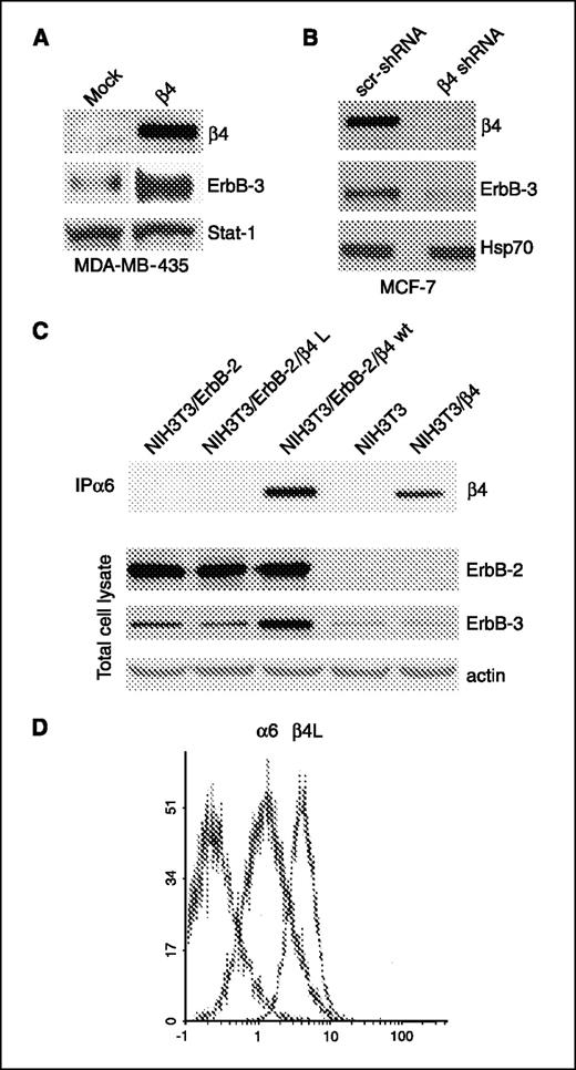 Figure 1. α6β4 integrin enhances ErbB-3 expression. Detergent extracts obtained from MDA-MB-435 mock and β4-transfected cells (A); MCF7 scr-shRNA and β4 shRNA cells (B); and NIH 3T3/ErbB-2, NIH 3T3/ErbB-2/β4L, NIH 3T3/ErbB-2/β4 wild-type, NIH 3T3 parental, and NIH 3T3/β4 cells (C) were separated by SDS-PAGE and total cell lysates were immunoprecipitated with an α6 antibody and immunoblotted with a β4 antibody (top rows) or with ErbB-2 and ErbB-3 antibodies (middle rows). Antibodies specific for Stat-1, Hsp70, and actin were used to validate equivalent amounts of protein in each lane (bottom rows). D, FACS analysis of endogenous α6 and exogenous β4L expression in NIH 3T3 cells.