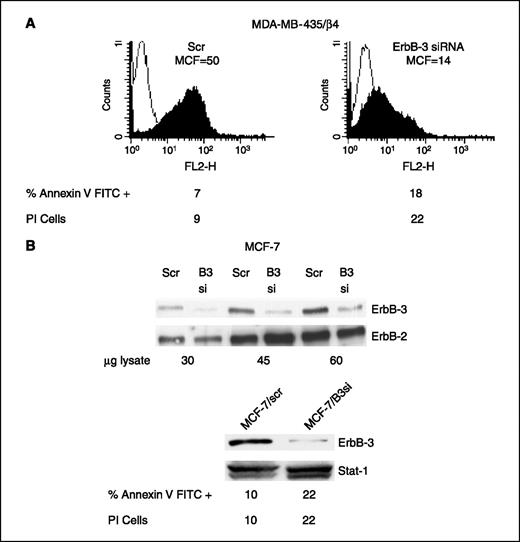 Figure 2. α6β4 survival function is dependent on ErbB-3. A, α6β4-expressing MDA-MB-435 cells were transiently transfected for 48 h with either ErbB-3–specific or scrambled siRNAs. Subsequently, the cells were serum starved for 24 h and ErbB-3 surface expression was evaluated by flow cytometry. Apoptosis was assessed with Annexin V-FITC and propidium iodide (PI). B, MCF7 cells were transfected transiently for 48 h with either ErbB-3–specific or scrambled siRNAs. After serum starvation for 24 h, total cell proteins were extracted, then the indicated amount of protein was resolved by SDS-PAGE and immunoblotted with ErbB-3– and ErbB-2–specific antibodies (top). Bottom, apoptosis was assessed by Annexin V-FITC and propidium iodide staining in cells that expressed either ErbB-3 or scrambled siRNA. A Stat-1 antibody was used to validate equivalent loading of protein in each lane.