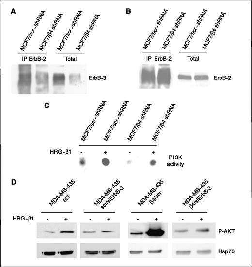 Figure 4. HRG-β1–dependent ErbB-2/ErbB-3 heterodimerization and Akt activation are influenced by α6β4 integrin. A, MCF7 scr and β4 shRNA cells were serum starved for 24 h. Subsequently, the cells were stimulated with HRG-β1 for 10 min, washed, and extracted with detergent. Equivalent amounts of protein were incubated with a bead-conjugated ErbB-2 antibody. Immunocomplexes and aliquots of total cell extracts were separated by SDS-PAGE and analyzed by immunoblotting with an ErbB-3 antibody. B, the immunocomplexes and aliquots of total cell extracts were also analyzed by immunoblotting with an ErbB-2 antibody. C, aliquots of cell extracts derived from MCF7 scr and β4 shRNA cells stimulated with HRG-β1, as described above, and lysates containing equivalent amount of protein were subjected to a PI3K assay. The phosphorylated lipids were resolved by TLC. D, MDA-MB-435 parental and α6β4-expressing cells were transiently transfected for 48 h with either ErbB-3–specific or scrambled siRNAs and then serum starved for 24 h. Subsequently, the cells were stimulated with HRG-β1 for 20 min, washed, and extracted. Equivalent amounts of protein were separated by SDS-PAGE and analyzed by immunoblotting to evaluate the relative expression of phospho-Akt. An Hsp70 antibody was used to validate equivalent amounts of protein in each lane.