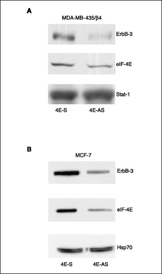 Figure 5. α6β4 stimulates eIF-4E–dependent ErbB-3 expression. MDA-MB-435/β4 cells (A) and MCF7 parental cells (B) were transiently transfected with either an eIF-4E antisense oligo–expressing vector or a control vector expressing eIF-4E in the sense orientation. The relative expression of ErbB-3 and eIF-4E was assessed by immunoblotting. Stat-1 and Hsp70 antibodies were used to validate equivalent amounts of protein in each lane.
