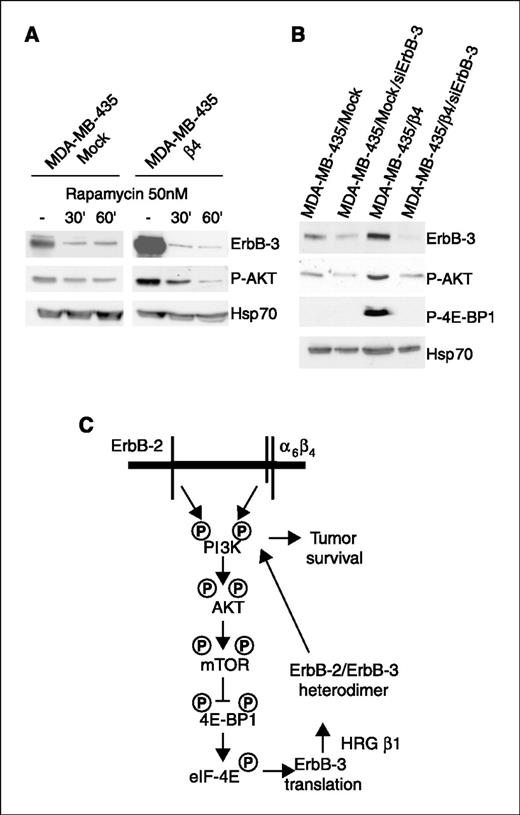 Figure 6. α6β4-mediated expression of ErbB-3 is rapamycin sensitive and requires ErbB-3 itself. A, mock and α6β4-expressing MDA-MB-435 cells were plated at a concentration of 1.5 × 106 per 100-mm dish. The next day, the medium was replaced with serum-free medium in the presence of rapamycin (50 nmol/L) for the indicated times. Subsequently, detergent extracts were analyzed by immunoblotting to evaluate ErbB-3 expression and phospho-Akt. An Hsp70 antibody was used to validate equivalent amounts of protein in each lane. B, mock and α6β4-expressing MDA-MB-435 cells were transiently transfected for 48 h with either ErbB-3–specific or scrambled siRNAs. After serum starvation for 24 h, cells were extracted and equivalent amounts of proteins were resolved by SDS-PAGE. The expression of ErbB-3, phospho-Akt, and phospho-4E-BP1 was assessed by immunoblotting. An Hsp70 antibody was used to validate equivalent amounts of protein in each lane. C, schematic model that depicts the regulation of ErbB-3 expression by the α6β4 integrin in ErbB-2–positive breast cancer cells. The cooperation between α6β4 integrin and ErbB-2 activates PI3K/Akt. The initial activation of PI3K/Akt by α6β4 integrin activates mTOR, which stimulates the phosphorylation and inactivation of 4E-BP1 and a consequent increase in ErbB-3 translation. The resulting ErbB-2/ErbB-3 heterodimer amplifies PI3K/Akt signaling, which creates a positive feedback loop.