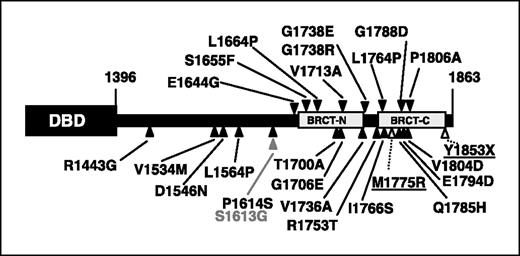 Figure 1. Location of variants in BRCA1. Location of variants (closed black triangles) and of negative (open triangles, underlined) and positive (closed gray triangles, gray font) controls. Gray boxes, BRCT domains; DBD, GAL4 DNA binding domain.