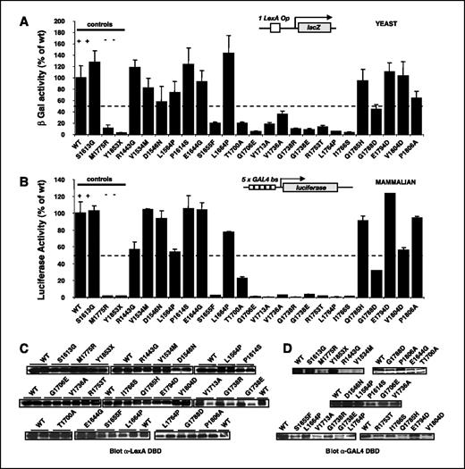 Figure 2. Functional analysis of missense variants in BRCA1. A, quantitative transcriptional assay in yeast cells. Cells were cotransformed with a LexA-responsive β-galactosidase reporter gene (diagram shown above the graph) and a LexA DBD fusion to residues 1,396 to 1,863 of wt BRCA1, or the same fragment carrying various UCVs. We used the wt and the S1613G neutral polymorphism as positive controls (+). Deleterious mutations M1775R and Y1853X were used as negative controls (−). Three independent yeast clones were tested in triplicates. The activity of the construct with wt BRCA1 was expressed as 100%, with the other results placed on this scale. B, quantitative transcriptional assay in mammalian cells. Cells were cotransfected with a GAL4-responsive firefly luciferase reporter gene (diagram shown above the graph), a Renilla luciferase driven by a constitutive promoter (internal control, not shown), and a GAL4 DNA binding domain (DBD) fusion to residues 1,396 to 1,863 of wt BRCA1 (WT), or the same fragment carrying various UCVs. Controls are the same as described above but fused to GAL4 DBD. Measurements were done in triplicates and normalized against the internal transfection controls. The activity of the construct with wt BRCA1 was expressed as 100%, with the other results placed on this scale. To control for possible variations in protein expression levels, samples were analyzed by Western blot with rabbit anti-LexA DBD polyclonal antibody in yeast extracts (C) or mouse anti-GAL4 DBD monoclonal antibody in mammalian cell extracts (D).