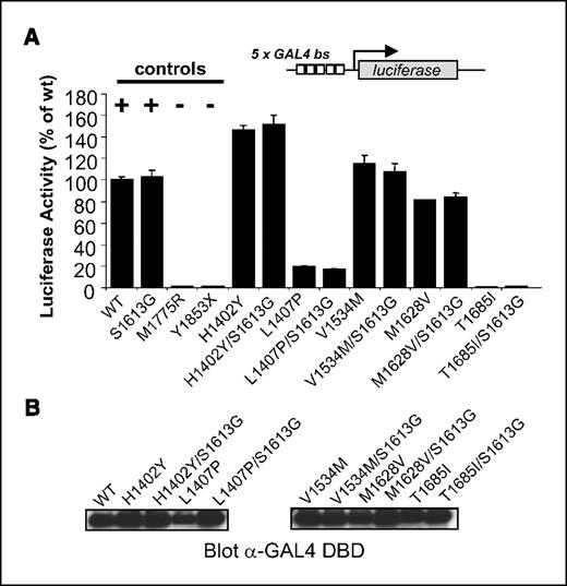 Figure 3. Functional analysis of double mutants in BRCA1. A, quantitative assay in human 293T HEK cells done as described in Fig. 2. No difference was found in the activity between pairs of rare variant and rare variant combined with S1613G polymorphism. B, protein levels determined by Western blot with mouse anti-GAL4 DBD monoclonal antibody.