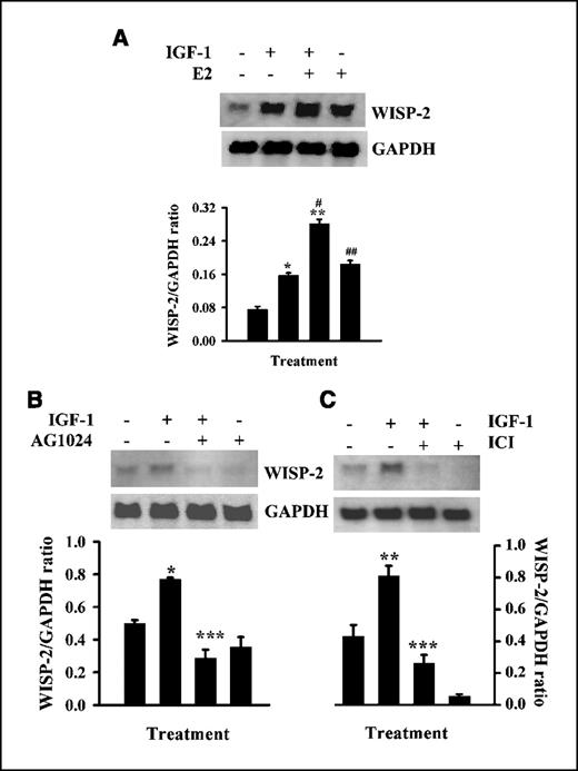 Figure 3. Additive effects of estrogen and IGF-1 and effect of IGF-1R and ER antagonists on IGF-1–induced WISP-2/CCN5 mRNA expression in MCF-7 cells. A, serum-starved MCF-7 cells were exposed to IGF-1 (100 ng/mL), or 17β-E2 (10 nmol/L) or a combination of IGF-1 and 17β-E2 for 24 h. Total RNA was extracted and analyzed by RNA blotting using nonradioactive, digoxigenin-labeled, PCR-generated probes for WISP-2/CCN5 or GAPDH. B and C, serum-starved MCF-7 cells were exposed to IGF-1 (100 ng/mL) alone or in combination with IGF-1R antagonist AG1024 (10 μmol/L) or pure antiestrogen ICI 182,780 (1 μmol/L) for 24 h. mRNA expression was evaluated by Northern blot analysis using WISP-2/CCN5– or GAPDH-specific nonradioactive digoxigenin-labeled probe. Columns, means of three different experiments; bars, SD. *, P < 0.05, versus control; **, P < 0.01, versus control; #, P < 0.05, versus IGF-1; ##, P < 0.05, versus IGF-1 + E2 treated; #, P < 0.01, versus control; ***, P < 0.001, IGF-1 treated.
