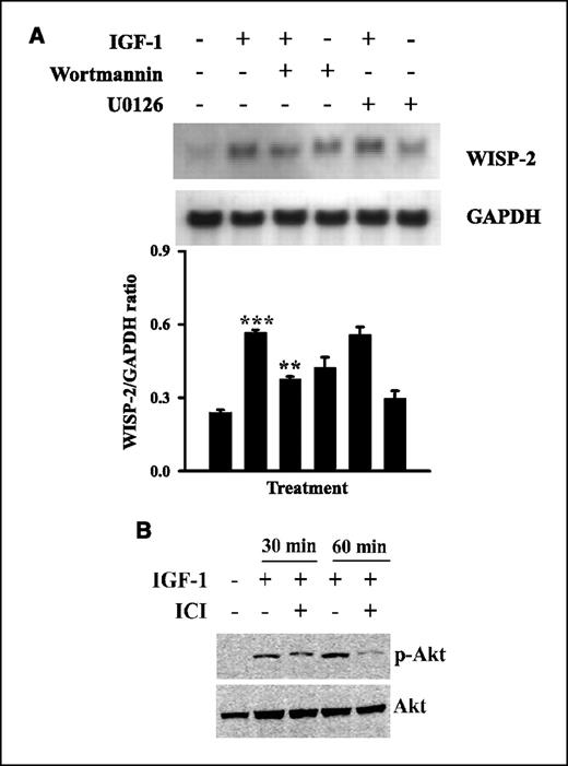 Figure 4. Effects of PI3K and MAPK inhibitors on IGF-1–induced up-regulation of WISP-2/CCN5 mRNA and detection of Akt activity in IGF-1– and ICI 182,780–exposed MCF-7 cells. A, starved cells were incubated with or without 100 nmol/L wortmannin (PI3K/Akt inhibitor) and 10 μmol/L U0126 (MAPK/ERK inhibitor) for 30 min before being incubated with or without IGF-1 (100 ng/mL) for 24 h. The blot was probed with digoxigenin-labeled, PCR-generated WISP-2/CCN5 and GAPDH. Columns, mean WISP-2/CCN5 and GAPDH ratio from three different experiments; bars, SD. **, P < 0.01, versus IGF-1 treated; ***, P < 0.001, versus untreated control. B, starved cells were incubated IGF-1 (100 ng/mL) alone or in combination with ICI 182,780 (1 μmol/L) for 30 and 60 min. Proteins were extracted from semiconfluent cells, and 10 μg proteins were loaded for Western immunobloting. Total Akt and phosphorylated Akt (p-Akt) was detected by chemiluminescent immunobloting using polyclonal anti-rabbit Akt antibody and phosphorylated Akt–specific polyclonal antibody, respectively.