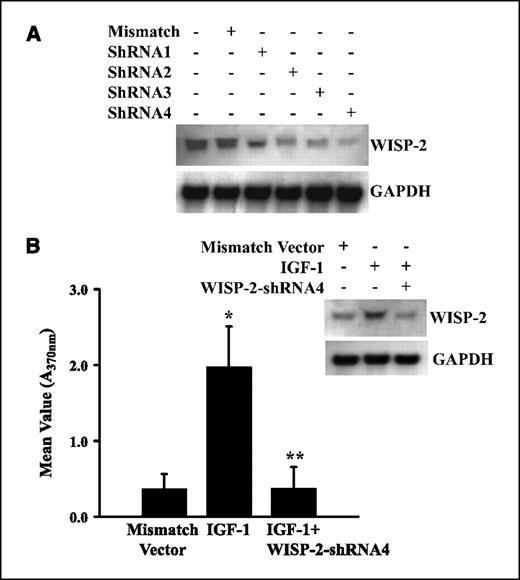 Figure 5. IGF-1–induced WISP-2/CCN5 mRNA expression and cellular proliferation are suppressed by WISP-2/CCN5 shRNA. A, ∼70% confluent MCF-7 were grown in Opti-MEM I for 1 to 2 d and then transfected with WISP-2/CCN5 shRNAs (i.e., shRNA1, shRNA2, shRNA3, and shRNA4) or mismatch shRNA for 24 h, and WISP-2/CCN5 mRNA levels were determined using Northern blot analysis. B, the MCF-7 cells were transfected with shRNA4 for 24 h and incubated with IGF-1 (100 ng/mL) for 24 h, and WISP-2/CCN5 mRNA expression and cellular proliferation were determined using Northern blot analysis (top right) and BrdUrd ELISA (bottom left), respectively. Mismatched vector transfected cultures were considered as control. Columns, mean absorbance (A370 nm) from three separate experiments; bars, SD. P was determined by Student's t test. *, P < 0.001, versus vector transfected control; **, P < 0.001, versus IGF-1 treated.