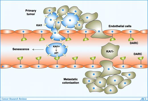 Figure 1. Kal1-DARC interaction blocks tumor metastasis.