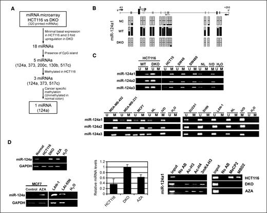 Figure 1. Epigenetic silencing of miR-124a in cancer cells. A, schematic strategy used to unmask DNA methylation–associated repression of miRNAs in colon cancer cells. B, bisulfite genomic analyses of miR-124a CpG island methylation status in normal colon, HCT-116, and DKO cells. Eight single clones are represented for each sample. Unmethylated (white squares) and methylated (black squares) CpGs. Location of the sequencing (black arrow) and methylation-specific PCR primers (gray arrow). Transcription start site (thick arrow). C, methylation-specific PCR analyses for miR-124a methylation in human cancer cell lines. Unmethylated (U) or methylated (M) sequences. Normal lymphocytes (NL) and in vitro methylated DNA (IVD) are shown as negative and positive controls for unmethylated and methylated sequences, respectively. D, expression analyses of precursor (left column) and mature (middle column) miR-124a by conventional RT-PCR or quantitative RT-PCR, respectively. The miR-124a methylated HCT-116 and MCF7 cells, treated with the DNA-demethylating agent 5-aza-2′-deoxycytidine (AZA), and DKO cells show miR-124a up-regulation. Two unmethylated neuroblastoma cell lines (LAN-1 and LAI-55N) show miR-124a basal expression. Right column, chromatin immunoprecipitation assay for histone modification marks and methyl-CpG binding domain proteins (MeCP2 and MBD2) in the miR-124a CpG island. The presence of miR-124a CpG island methylation is associated with the lack of histone modifications linked to transcriptional activity (acetylation of histones H3 and H4 and trimethylation of Lys4 of histone H3) and with the occupancy by MBDs, whereas the opposite scenario is observed when DNA demethylation events are present by genetic disruption of the DNMTs (DKO cells) or pharmacologic treatment with a DNA-demethylating agent (5-aza-2′-deoxycytidine).