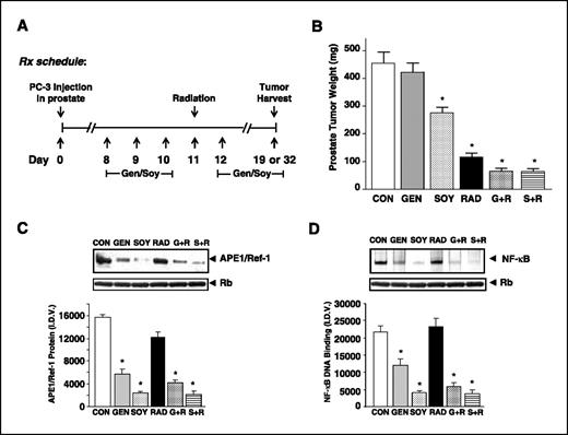 Figure 5. Increased prostate tumor growth inhibition and alteration in APE1/Ref-1 protein expression and NF-κB DNA-binding activity in response to genistein or soy isoflavone treatment in vivo. A, flowchart representation of in vivo experimental design and treatment schedule. B, response of PC-3 primary prostate tumors to radiation and soy isoflavones. Columns, means of tumor weights for 7 to 10 mice per group measured on day 32; bars, SE. C, Western blot assay for APE1/Ref-1 protein expression was done on randomly selected tumor tissue nuclear extracts obtained from each treatment group. D, gel shift assay for NF-κB done on nuclear extracts from randomly selected tumor tissues obtained from each treatment group. Western blot analysis of retinoblastoma protein in the nuclear extract was done as an internal loading control. Columns, mean integrated density value of Western blot and EMSA data of the band per microgram of protein loaded; bars, SE. *, value statistically significant from control at P < 0.05.