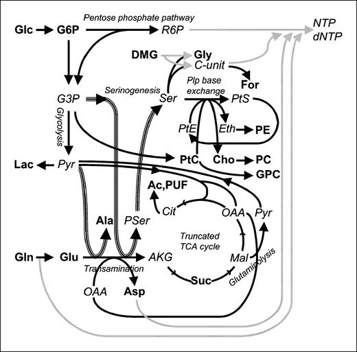 Figure 5. Tumor metabolism. Only metabolic pathways with the most convincing evidence of involvement in B16 melanoma and 3LL carcinoma tumors are represented. Bold abbreviations, observed metabolites; italic abbreviations, not observed by 1H NMR spectroscopy. G6P, glucose-6-phosphate; R6P, ribose-6-phosphate; C-unit, one-carbon unit; G3P, glycerol-3-phosphate; Ser, serine; PtS, phosphatidylserine; PtE, phosphatidylethanolamine; Eth, ethanolamine; Pyr, pyruvate; Pser, phosphoserine; Cit, citrate; OAA, oxaloacetate; AKG, α-ketoglutarate; Mal, malate; Plp, phospholipid. Important pathways are spelled out: glycolysis, pentose phosphate pathway, serinogenesis, phospholipid base exchange, transamination, glutaminolysis, and truncated TCA cycle. Gray lines, pathways inhibited during the treated tumor growth inhibition phase; bold lines, pathways activated during the treated tumor growth inhibition phase.