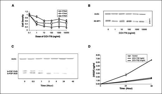 Figure 2. In vitro effects of CCI-779. A, growth-inhibitory effects of CCI-779 on FaDu cells showing a time- and dose-dependent inhibition. Bars, SD. B, Western blot analysis showing shift in phosphorylation from the more phosphorylated ‘γ’ isoform to the less phosphorylated ‘β’ isoform and unphosphorylated ‘α’ isoform after exposure to even 1 ng/mL of the drug, indicating that the antitumor effects are a result of mTOR inhibition. C, Western blot analysis showing a decrease in b-FGF expression with 10 ng/mL CCI-779. Two isoforms of FGF are noted due to alternative translation initiation from the CUG and AUG start codons. Note the disappearance of the CUG isoform and decrease in the AUG isoform at 2 h with complete disappearance of the AUG isoform by 48 h. D, ELISA showing that CCI-779 at 1 and 10 ng/mL causes significant inhibition of VEGF production in the medium of FaDu cells compared with the control. Bars, SD.