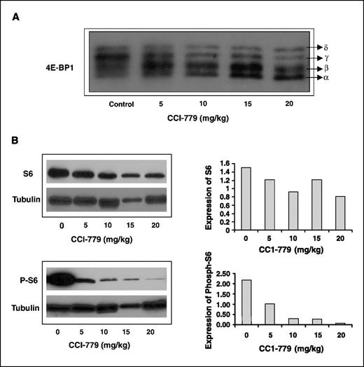Figure 3. In vivo effects of CCI-779 in an established tumor model. A, Western blots showing a shift in phosphorylation from the more phosphorylated ‘δ’ and ‘γ’ isoforms to the less phosphorylated ‘β’ isoform and unphosphorylated ‘α’ isoform levels of 4E-BP1 after treatment with CCI-779 at all doses tested. B, Western blot analysis showing dose-dependent decrease in phospho-S6 after treatment with the drug, indicating inhibition of both downstream effects of mTOR.
