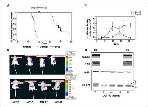Figure 4. Effects of CCI-779 in the MRD model. A, Kaplan-Meier curves showing survival comparison between control and drug-treated mice. The curves indicate a significant difference in time to develop tumors at least 200 mm3 in volume for the two groups (P < 0.0001). B, longitudinal growth of tumor cells using BLI of one mouse from each group. Top, control animal; bottom, animal treated with 20 mg/kg CCI-779. C, graph showing luciferase activity for in vivo BLI. Results indicate significant differences in luciferase activity between the control and the treated group of mice. D, Western blot analysis of PBMCs as a surrogate marker of tumor response showing shift in the phosphorylated ‘γ’ isoform to the less phosphorylated ‘β’ isoform and unphosphorylated ‘α’ isoform levels of 4E-BP1. A decrease in phospho-S6 is also seen in the treated animals, D1 compared with the control, C5.