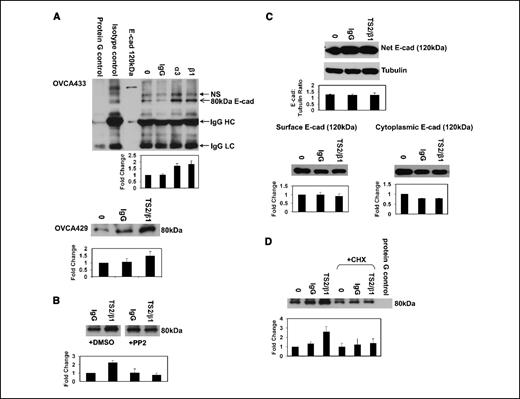 Figure 2. Engagement of collagen-binding integrins promotes E-cadherin ectodomain shedding. A, top, OVCA433 cells were treated with control IgG, anti-integrin α3, or anti-integrin β1 immobilized to latex beads for 20 h. The 80-kDa E-cadherin ectodomain was immunoprecipitated from the conditioned media as described in Materials and Methods. Controls include conditioned media incubated with protein G-Sepharose beads alone to verify specificity of the E-cadherin antibody (lane 1) and conditioned media subjected to immunoprecipitation with mouse IgG to show isotype specificity (lane 2). Immunoprecipitates were electrophoresed on a 9% SDS-PAGE gel, transferred to a PVDF membrane, and immunoblotted with anti-E-cadherin (HECD-1; 1:4,000) followed by peroxidase-conjugated secondary antibody (1:5,000) and ECL detection. OVCA433 whole-cell lysates were used as a positive control for full-length E-cadherin (lane 3) and the IgG heavy and light chains are shown as loading controls (lanes 4–7). Representative Western blot and densitometric quantification of the 80-kDa ectodomain. Results were normalized against the densitometric reading for untreated cells (lane 4) and represent four independent experiments. NS, nonspecific band; IgG HC, IgG heavy chain; IgG LC, IgG light chain. Bottom, OVCA429 cells were treated with control IgG or anti-integrin β1/TS2 immobilized to latex beads for 20 h. The 80-kDa E-cadherin ectodomain was immunoprecipitated from the conditioned media as described in Materials and Methods. Immunoprecipitates were electrophoresed on a 9% SDS-PAGE gel, transferred to a PVDF membrane, and immunoblotted with anti-E-cadherin (HECD-1; 1:4,000) followed by peroxidase-conjugated secondary antibody (1:5,000) and ECL detection. Representative Western blot and densitometric quantification of the 80-kDa ectodomain. Results were normalized against the densitometric reading for untreated cells (lane 1) and represent three independent experiments. B, OVCA433 cells were preincubated with PP2 (10 μmol/L) or DMSO before treatment with either control IgG or TS2/β1 antibody immobilized on latex beads for 20 h. The 80-kDa E-cadherin ectodomain was immunoprecipitated from the conditioned media as described in Materials and Methods. Immunoprecipitates were electrophoresed on a 9% SDS-PAGE gel, transferred to a PVDF membrane, and immunoblotted with anti-E-cadherin (HECD-1; 1:4,000) followed by peroxidase-conjugated secondary antibody (1:5,000) and ECL detection. Representative Western blot and densitometric quantification of the 80-kDa ectodomain. Results were normalized against the densitometric reading for cells treated with control IgG beads (lane 1) and represent three independent experiments. C, OVCA433 cells were treated with either control IgG or TS2/β1 antibody immobilized on latex beads for 20 h. Top, whole-cell lysates (20 μg) were electrophoresed on a 9% SDS-PAGE gel, transferred to a PVDF membrane, and immunoblotted with anti-E-cadherin (HECD-1; 1:4,000) followed by peroxidase-conjugated secondary antibody (1:5,000) and ECL detection. Full-length E-cadherin (120 kDa) was detected. Tubulin was used as a loading control. Representative Western blot and densitometric quantification of full-length E-cadherin. Results were normalized against the densitometric reading for tubulin and represent three independent experiments. To evaluate the amount of E-cadherin present on the cell surface, cells were surface biotinylated and lysed, and lysates (50 μg) were incubated with Neutravidin. Following incubation, the Neutravidin conjugated lysates and resulting supernatants were electrophoresed on a 9% SDS-PAGE gel, transferred to a PVDF membrane, and immunoblotted with anti-E-cadherin (HECD-1; 1:4,000) followed by peroxidase-conjugated secondary antibody (1:5,000) and ECL detection to examine the surface E-cadherin expression (bottom) and cytoplasmic E-cadherin expression (bottom), respectively. Full-length E-cadherin (120 kDa) was detected in both populations. Representative Western blot and densitometric quantification of full-length E-cadherin. Results were normalized against the densitometric reading for untreated cells (lane 1). Surface and cytoplasmic E-cadherin results represent three and two independent experiments, respectively. D, OVCA433 cells were preincubated with cycloheximide (CHX; 20 μmol/L) or DMSO before treatment with either control IgG or TS2/β1 antibody immobilized on latex beads for 20 h. The 80-kDa E-cadherin ectodomain was immunoprecipitated from the conditioned medium as described in Materials and Methods. Immunoprecipitates were electrophoresed on a 9% SDS-PAGE gel, transferred to a PVDF membrane, and immunoblotted with anti-E-cadherin (HECD-1; 1:4,000) followed by peroxidase-conjugated secondary antibody (1:5,000) and ECL detection. Conditioned medium was also incubated with Protein G-Sepharose only (protein G control) to show the specificity of the E-cadherin immunoprecipitation. Representative Western blot and densitometric quantification of the 80-kDa Ectodomain. Results were normalized against the densitometric reading for untreated cells (lane 1) and represent four independent experiments.