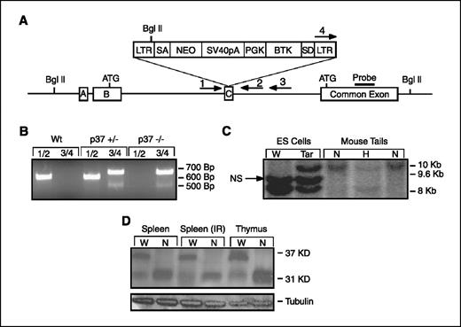 Figure 1. Generation of p37Ing1-deficient mice. A, schematic of the gene-trapped locus showing the gene trap inserted into exon C. The trap interrupts the Ing1b message isoform and corresponding p37 protein but encodes the shorter Ing1c isoform and p31 protein. B, PCR genotyping of the embryonic stem cells and mouse tail biopsies showing the presence of the gene trap. A 650-bp fragment is generated from Wt Ing1 using primers 1 and 2 and a 700-bp fragment is generated from the targeted Ing1 allele using primers 3 and 4. C, a Southern blot strategy using a BglII digest and a probe to the common exon was used to confirm germ-line transmission of the gene trap. The Wt fragment is ∼8 kb and the mutant fragment is ∼10 kb in length. A nonspecific (NS) band corresponding to an Ing1 pseudogene present in 129 strain mouse DNA is also observed. D, to confirm that the longer p37Ing1 form was specifically deleted, a Western blot was done with an Ing1 antibody that recognizes sequences encoded in the common exon. The presence of the shorter form (p31) and the absence of the longer form (p37) were observed. Tubulin was used as a loading control.