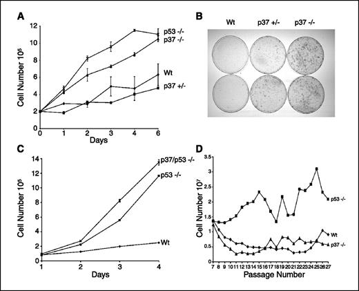 Figure 2. Growth regulation by p37Ing1. A, proliferation of p37Ing1-deficient cells. Two independent MEF cell lines of p37Ing1-Wt, p37Ing1-heterozygous, p37Ing1-null, or p53-null genotypes were plated in triplicate in 60-mm plates and growth was analyzed over the course of 7 d. Statistical analysis between Wt and p37Ing1-heterozygous curves shows no significant difference (P < 1.00), but there is statistical difference between Wt and p37Ing1-null curves (P < 0.005). B, growth of p37Ing1-deficient cells at low density. Two lines of Wt, p37Ing1-heterozygous, or p37Ing1-homozygous genotype were seeded at 104 cells per 10-cm plate and incubated for 8 to 12 d before staining with crystal violet. C, growth inhibition by p37Ing1 is independent of p53 status. Three MEF cell lines deficient for p53 or for p53 and p37Ing1 were plated in triplicate in six-well plates and counted over a 7-d period. Wild-type MEFs were also similarly plated as a control. A statistical difference exists between the proliferation rates of p53-null and p37Ing1/p53-double null MEFs (P < 0.0005). D, immortalization of p37Ing1-deficient cells. A 3T9 assay was done using two independent MEF cell lines of p37Ing1-Wt, p37Ing1-null, or p53-null MEFs.