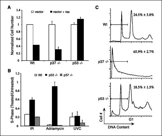Figure 3. Cell cycle arrest and ras-induced senescence are normal in p37Ing1-deficient MEFs, but apoptosis is elevated. A, oncogene-induced senescence in p37Ing1-deficient cells. Triplicate experiments were done wherein multiple lines each of Wt, p37Ing1-null, or p53-null MEFs were transduced with recombinant virus with or without H-ras, and cells were plated at equal densities and counted. Columns, ratio of cell number after 6 d in culture versus the cell number at initial plating. B, absence of p37Ing1 does not alter cell cycle arrest due to DNA-damaging agents. Three lines each of wt, p37Ing1-null, or p53-null MEFs were plated in duplicate and synchronized in their growth before mock treatment or treatment with Adriamycin, ionizing radiation, or UVC. Cells were stained with BrdUrd and propidium iodide and analyzed by FACS. Columns, ratio of treated cells in S phase versus untreated cells in S phase. C, triplicate experiments of multiple lines of E1A-transduced MEFs were mock treated or treated with Adriamycin for 24 h. Cell viability was determined by staining with propidium iodide before FACS analysis. Representative result and sub-G1 content derived from three separate experiments. Columns, mean; bars, SD.